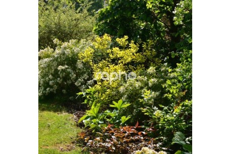 Cotinus Coggygria Golden Lady Mincojau