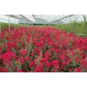 Lagerstroemia Indica Braise D Ete Indybra