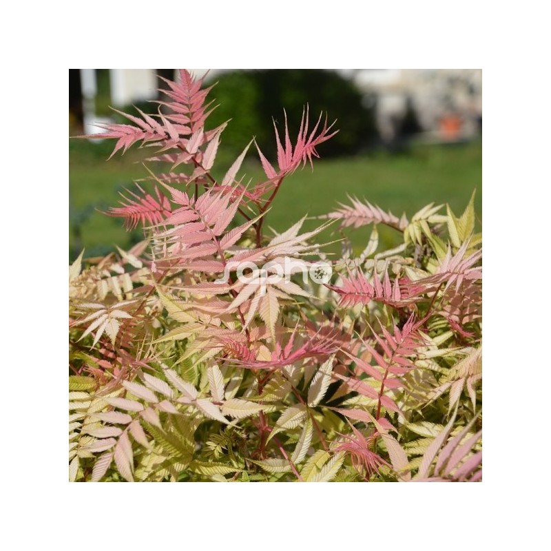 Sorbaria sorbifolia PINK HOPI ® 'COUSORB05'