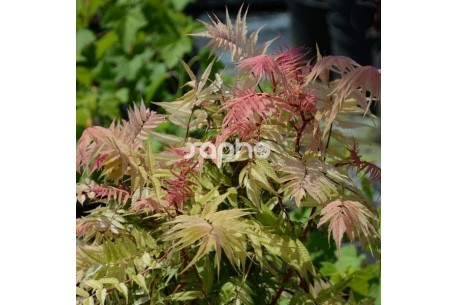 Sorbaria sorbifolia PINK HOPI ® 'COUSORB05'