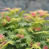Sorbaria sorbifolia PINK HOPI ® 'COUSORB05'