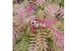 Sorbaria sorbifolia PINK HOPI ® 'COUSORB05'
