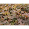 Physocarpus opulifolius DIABLE D'OR® 'Mindia'