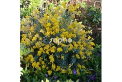 Cytisus racemosus PHEBUS ® 'GENI138'