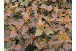 Physocarpus opulifolius DIABLE D'OR® 'Mindia'