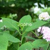 Hydrangea macrophylla SO LONG ® Ebony 'MONMAR'