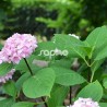 Hydrangea macrophylla SO LONG ® Ebony 'MONMAR