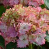 Hydrangea macrophylla SO LONG ® SUNNY 'TK02’