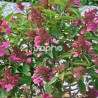 Hydrangea paniculata PRIM'RED ® 'COUHAPRIM'