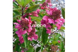 Hydrangea paniculata PRIM'RED ® 'COUHAPRIM'