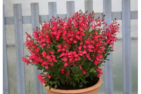 Salvia x jamensis 'Flammenn'