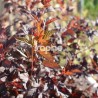 Physocarpus opulifolius ALL BLACK ® 'MINALL2'