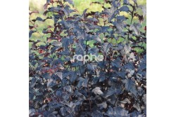Physocarpus opulifolius ALL BLACK ® 'MINALL2'