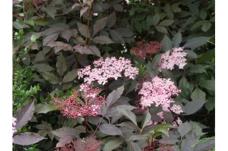 Sambucus Nigra BLACK BEAUTY 'Gerda'