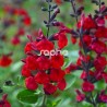 Salvia x jamensis RÊVE® ROUGE 'FAURESAL02'
