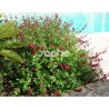 Salvia x jamensis RÊVE® ROUGE 'FAURESAL02'