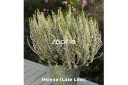 Calluna vulgaris 'Helena'