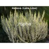 Calluna vulgaris 'Helena'