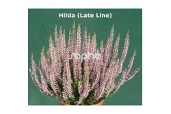 Calluna vulgaris 'Hilda'