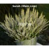 Calluna vulgaris 'Sarah'