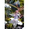 Abelia 'Grandiflora'