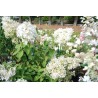 Hydrangea paniculata DENTELLE DE GORRON ® 'Rencri'