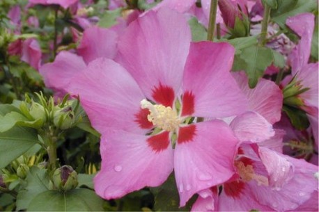 Hibiscus syriacus 'Woodbridge'