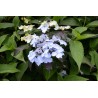 Hydrangea macrophylla DOLCE® Farfalle 'Dolfarf'