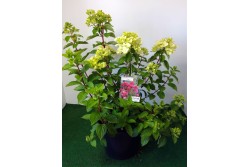 Hydrangea paniculata DIAMANT ROUGE ® 'Rendia'