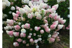 Hydrangea paniculata SUNDAE FRAISE ®  'Rensun'