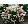 Hydrangea paniculata SUNDAE FRAISE ®  'Rensun'