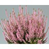 Calluna vulgaris 'Pink Bettina'