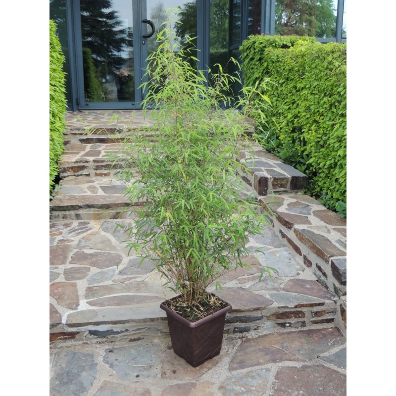 Fargesia nitida 'Great wall'