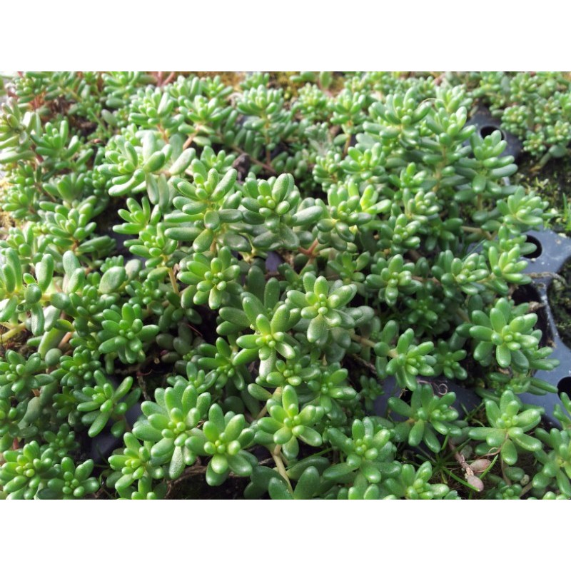 Sedum Album (in varieties)