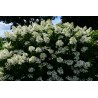 Hydrangea Paniculata GREAT STAR® 'LE VASTERIVAL'