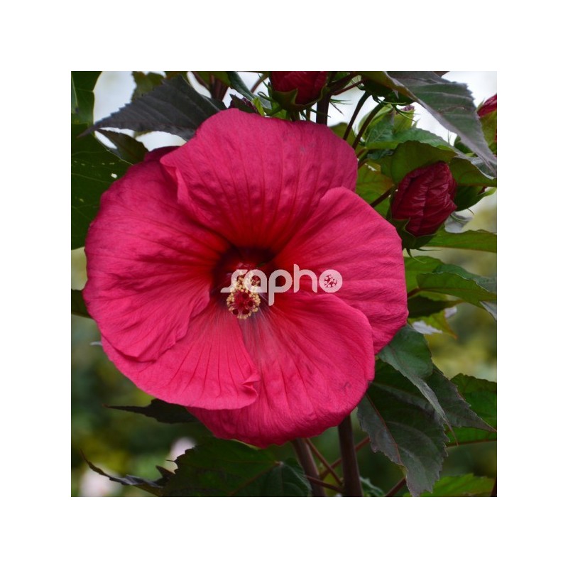 Hibiscus moscheutos Griotte 'Tangri'