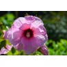 Hibiscus moscheutos PLANET® Solène 'Tansol'