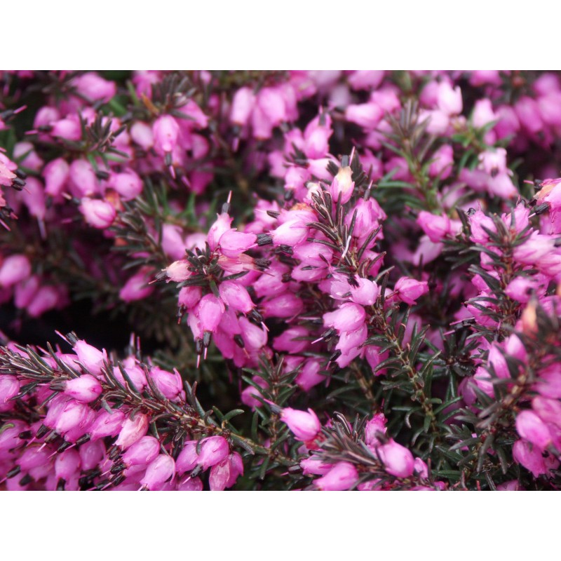 Erica x darleyensis 'Kramer S Rote'