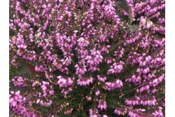 Erica x darleyensis 'Spring Surprise'