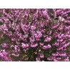 Erica x darleyensis 'Spring Surprise'