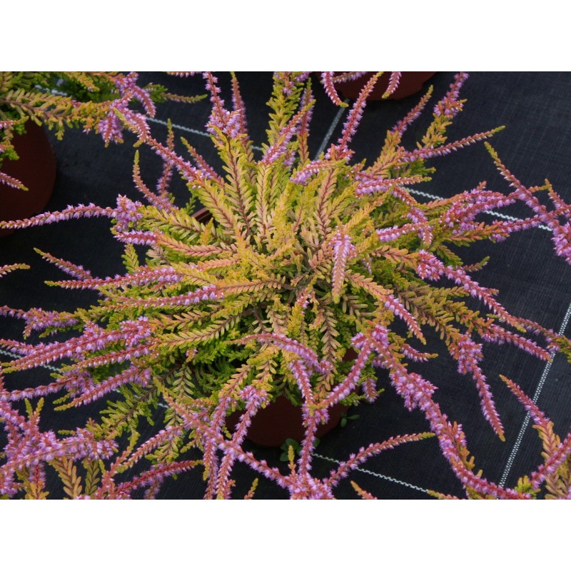 Calluna Vulgaris 'Boskoop'