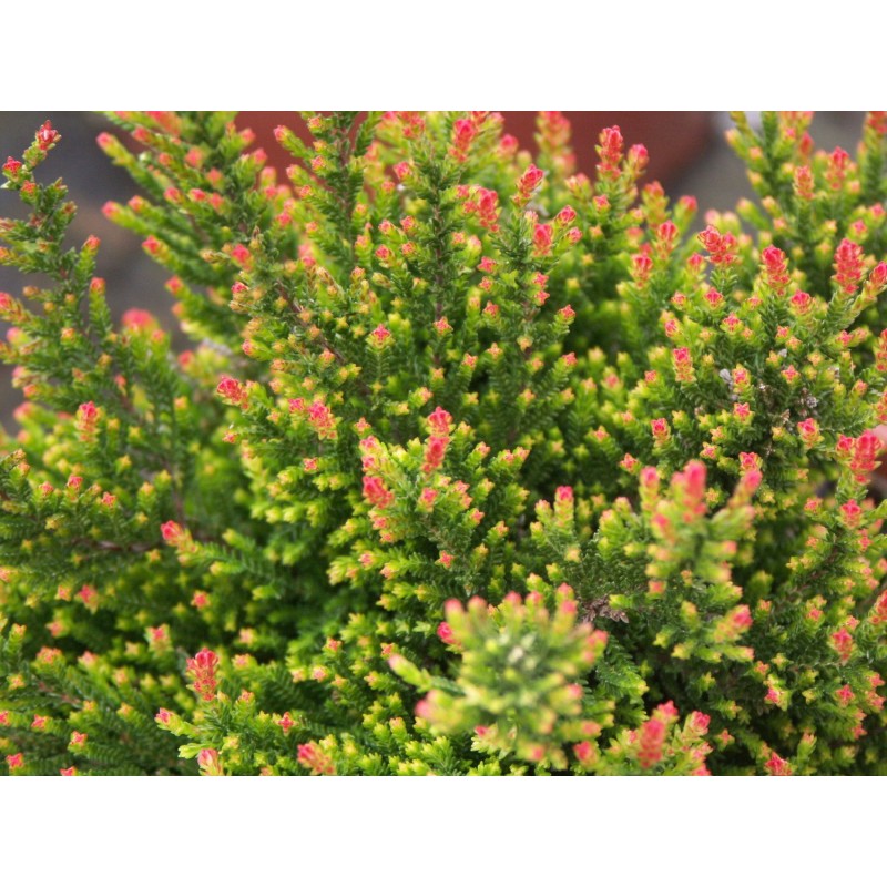 Calluna vulgaris 'Flamingo'