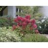 Hydrangea paniculata DIAMANT ROUGE ® 'Rendia'