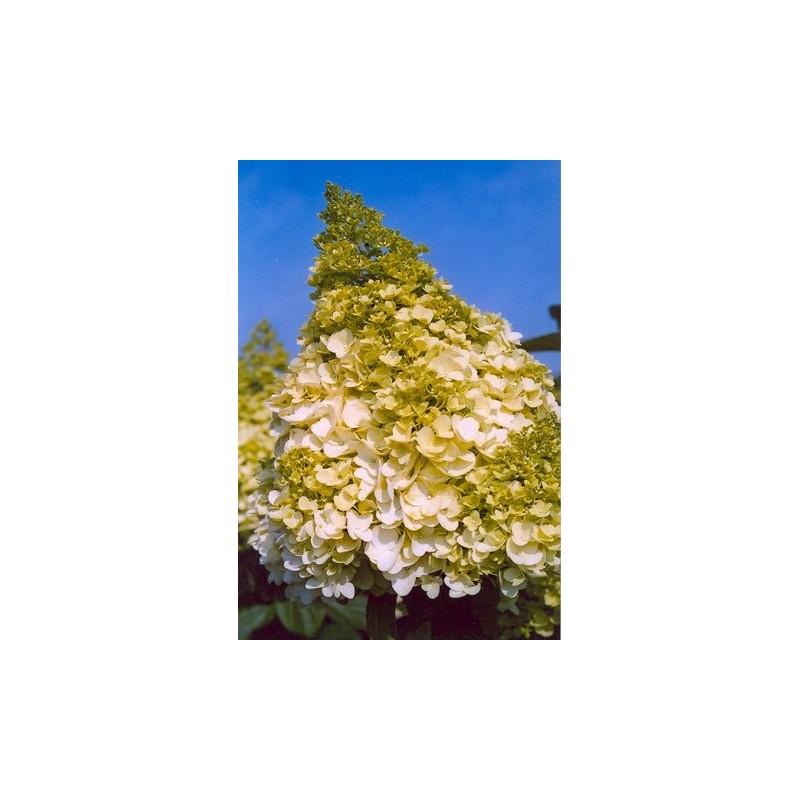 Hydrangea Paniculata MAGICAL MOONLIGHT