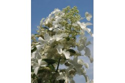 Hydrangea paniculata 'Levana'