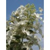 Hydrangea paniculata 'Levana'
