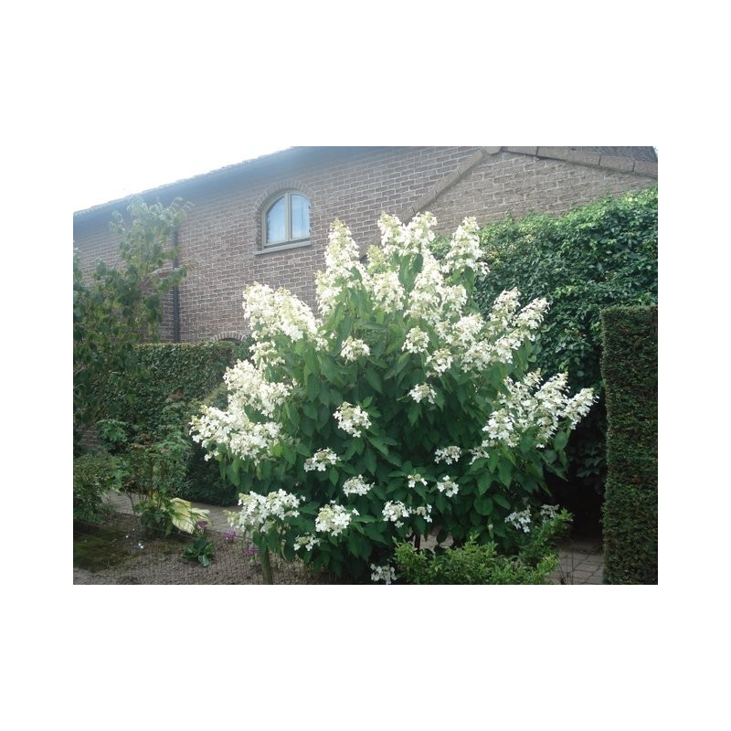 külot holda qattiq eshak ustida tatuirovka