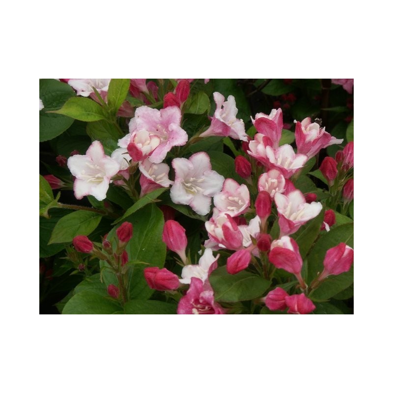 Weigela CARNAVAL® 'Courtalor'