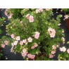 Potentilla fruticosa LOVELY PINK® 'Pink Beauty'