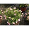 Potentilla fruticosa LOVELY PINK® 'Pink Beauty'